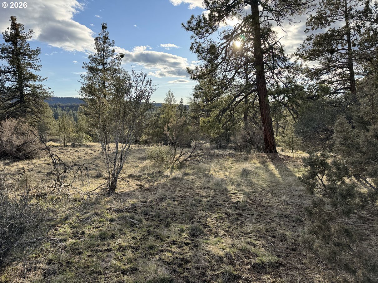 Canvasback Drive, Unit 36 Bonanza, OR 97623 - Photo 24 of 47 a view of a forest that has a tree