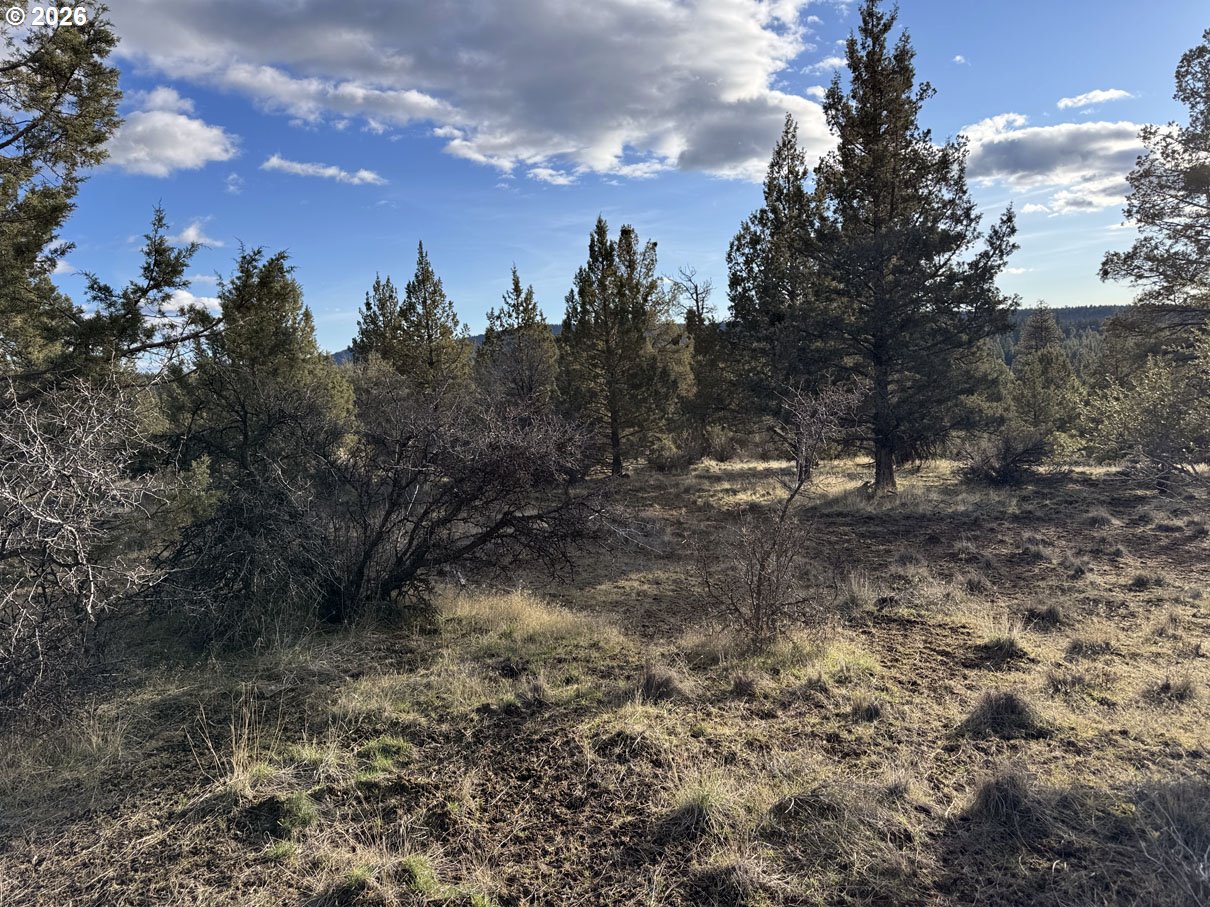 Canvasback Drive, Unit 36 Bonanza, OR 97623 - Photo 29 of 47 a view of a yard with a tree