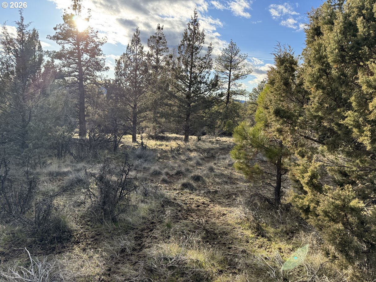 Canvasback Drive, Unit 36 Bonanza, OR 97623 - Photo 33 of 47 a view of a forest with a tree
