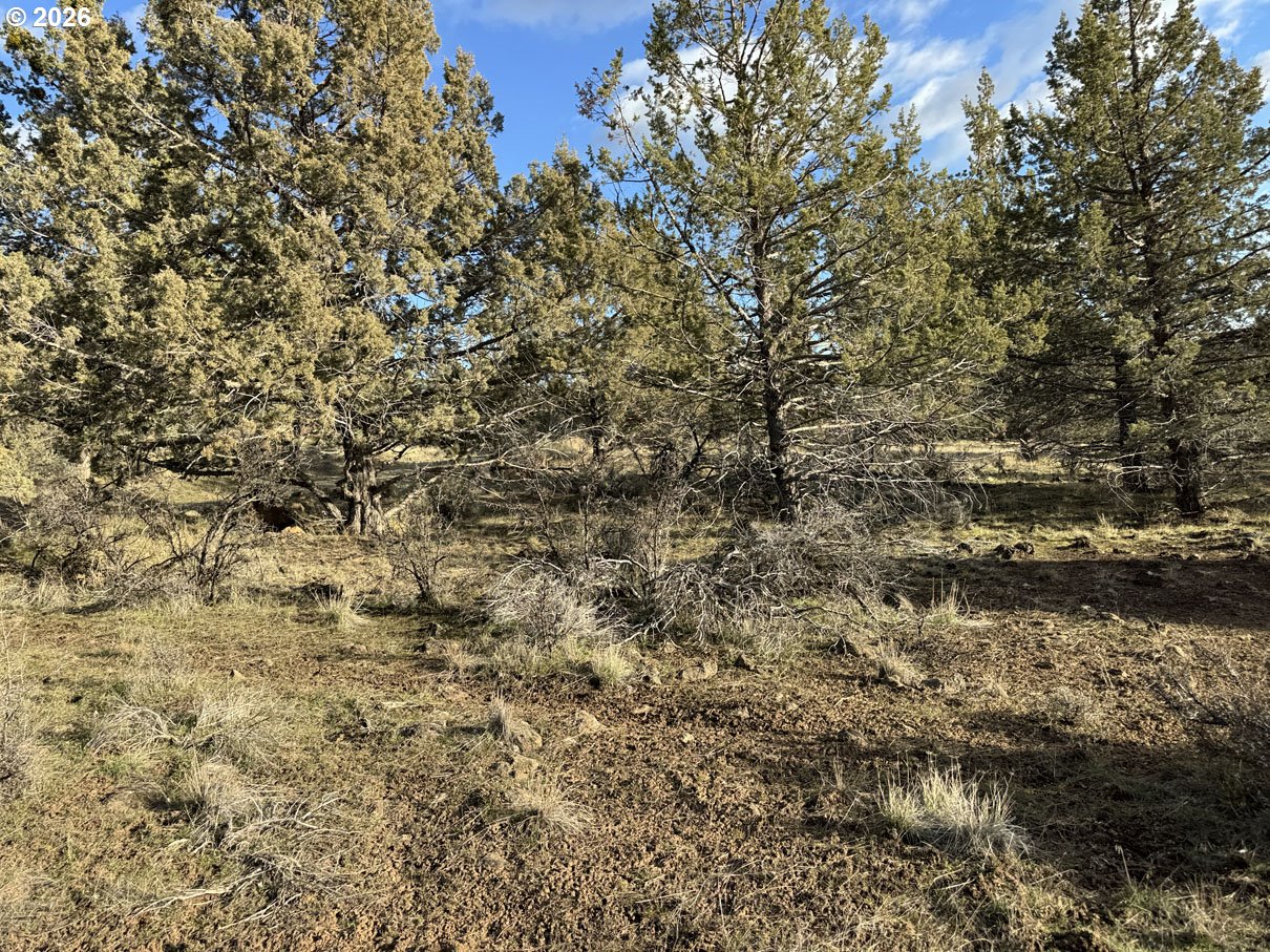 Canvasback Drive, Unit 36 Bonanza, OR 97623 - Photo 37 of 47 a view of a covered with large trees