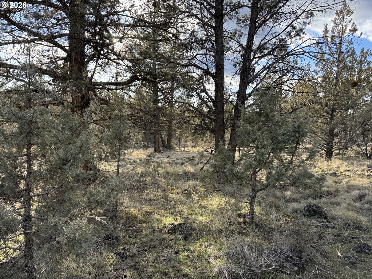 Canvasback Drive, Unit 36 Bonanza, OR 97623 - Photo 4 of 47 a view of a forest with lots of trees