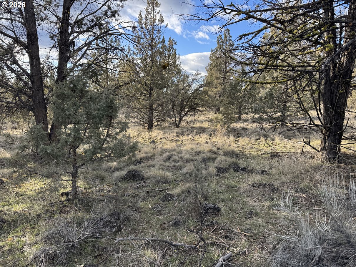 Canvasback Drive, Unit 36 Bonanza, OR 97623 - Photo 5 of 47 a view of a yard with a tree