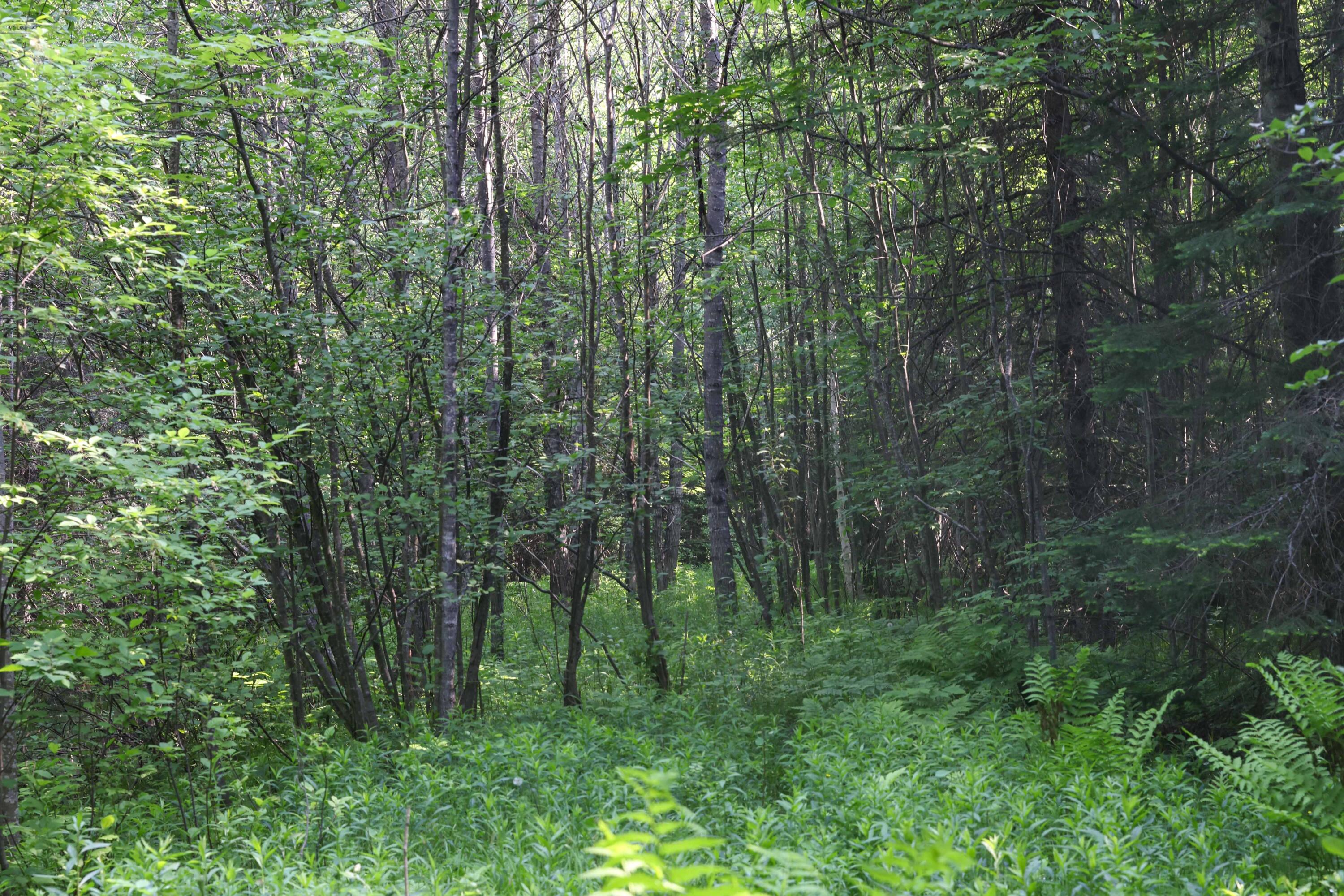 98 Co Road McMillan, MI 49853 - Photo 14 of 26 Gallery Image 14