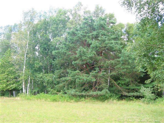 5741 Hintz Road Palms, MI 48465 - Photo 44 of 51 Back Woods