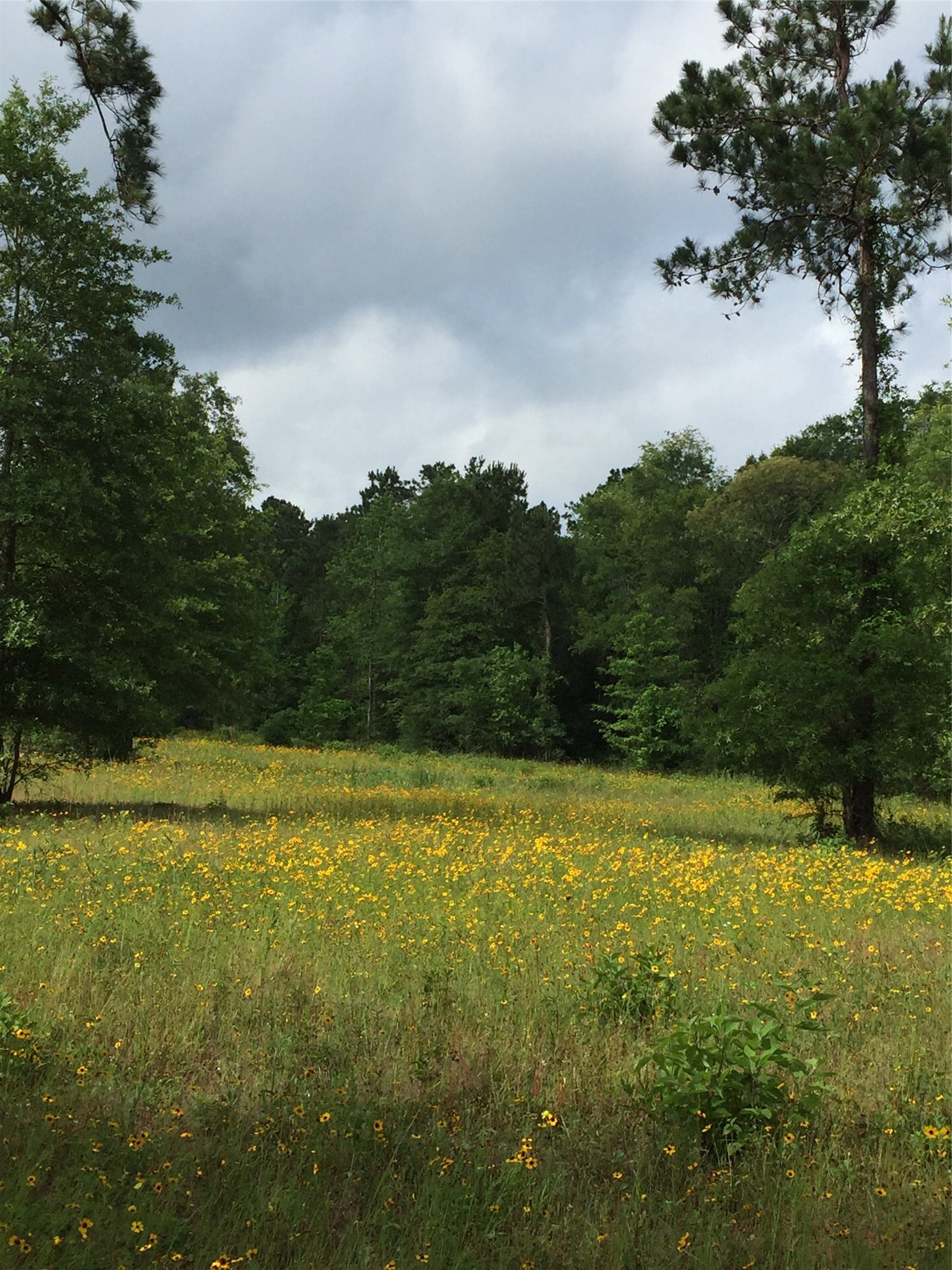 View of part of the property during blooming season.