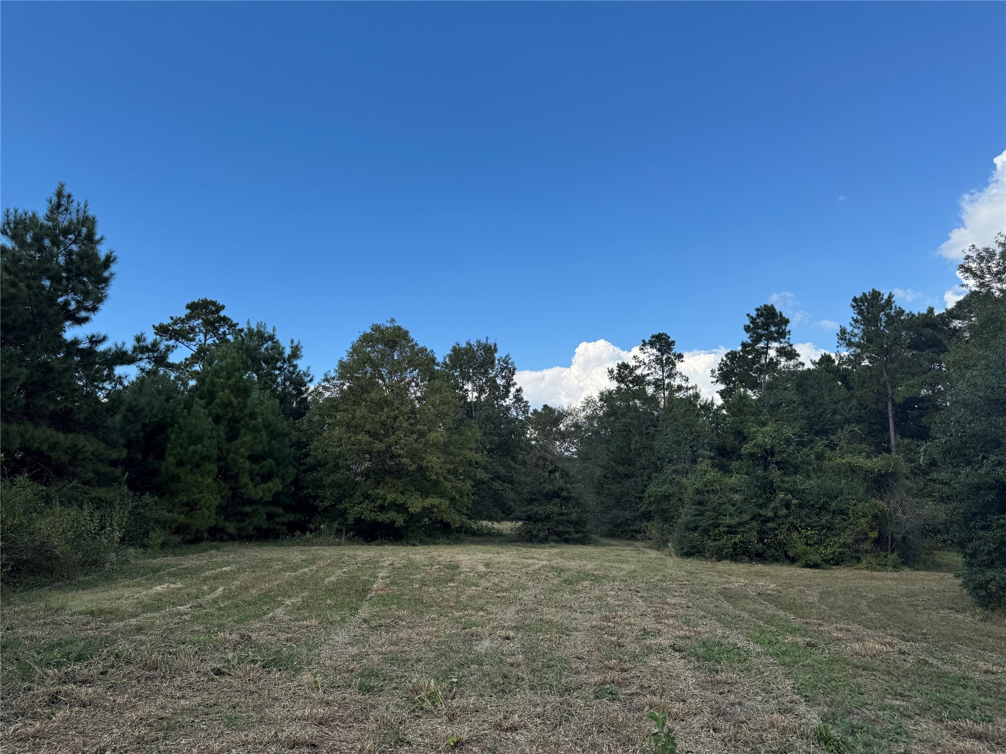 200 Spring Ridge Road Coldspring, TX 77331 - Photo 14 of 14 a view of a field with trees in background