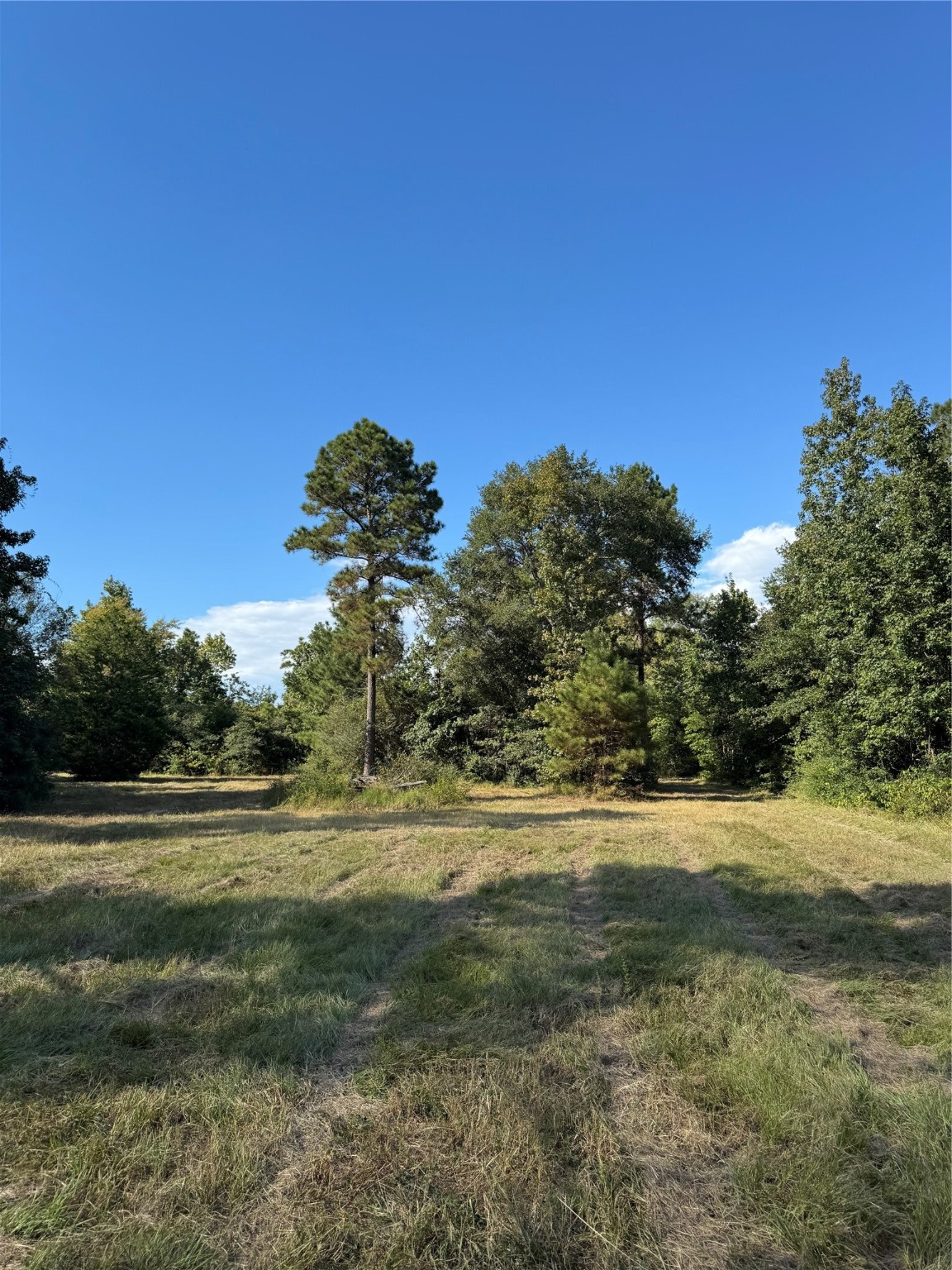 200 Spring Ridge Road Coldspring, TX 77331 - Photo 6 of 14 a view of a yard with large trees