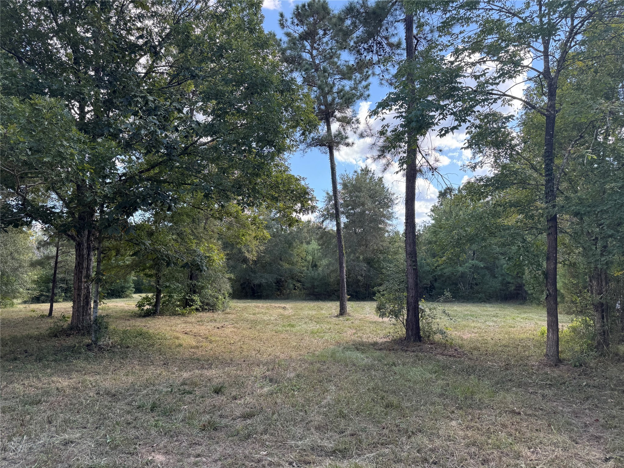 200 Spring Ridge Road Coldspring, TX 77331 - Photo 10 of 14 a view of outdoor space with trees