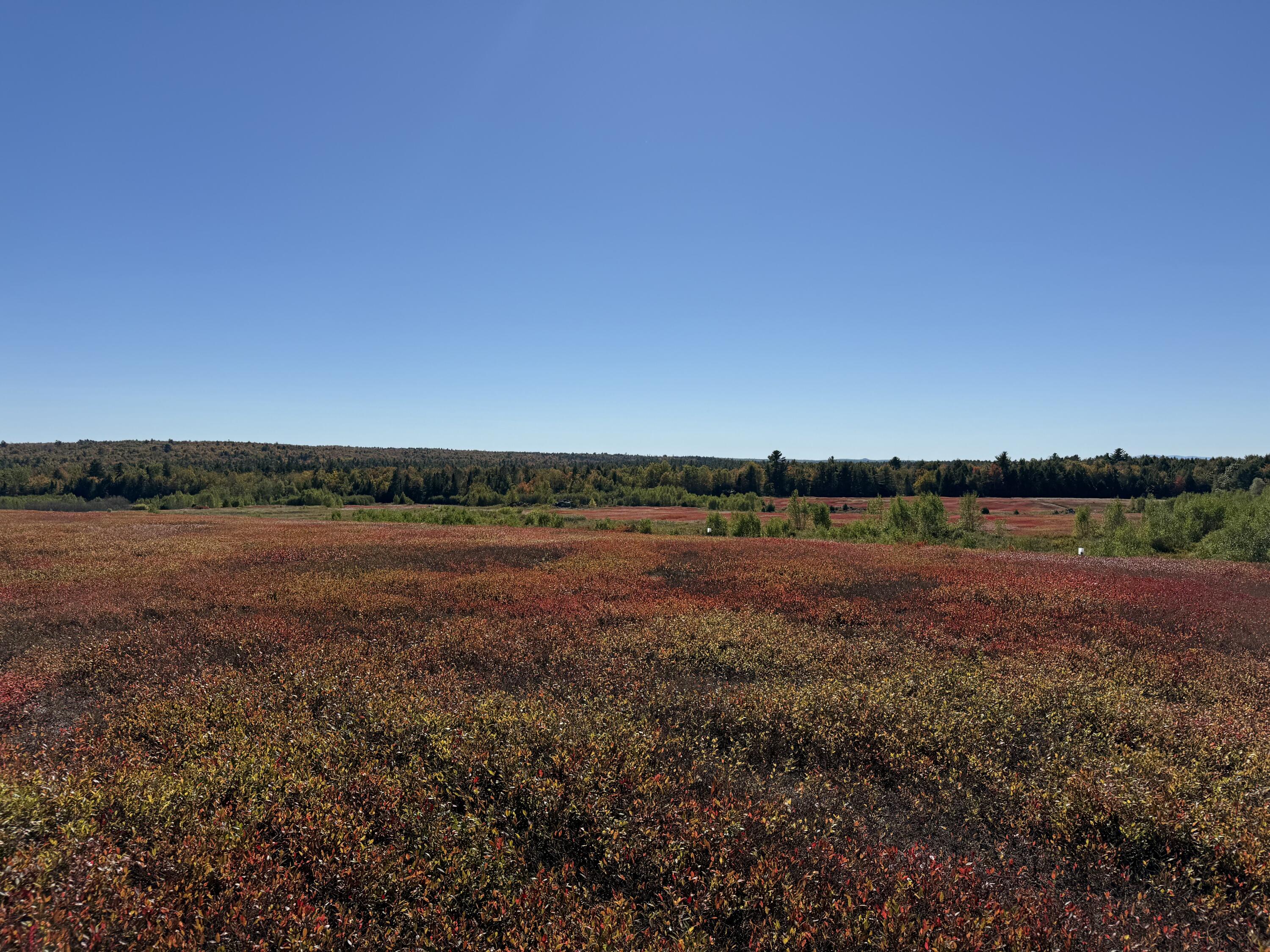 Map19-lot28 Leach Road Penobscot, ME 04476 - Photo 13 of 21 MAP 19 LOT 28