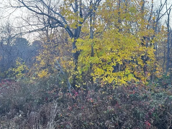 a view of forest