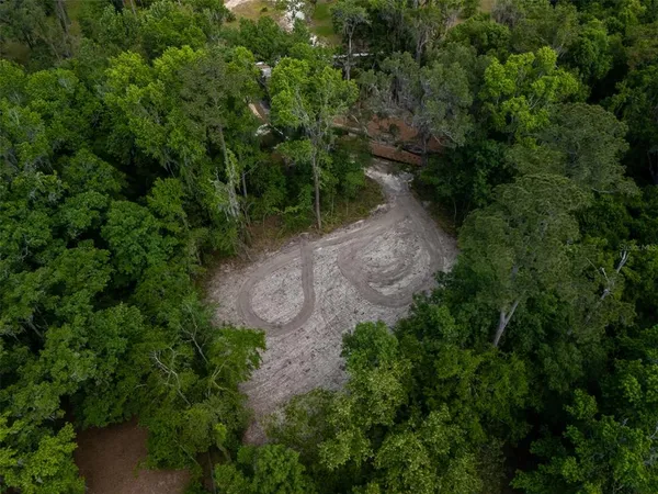 a view of a forest with a tree