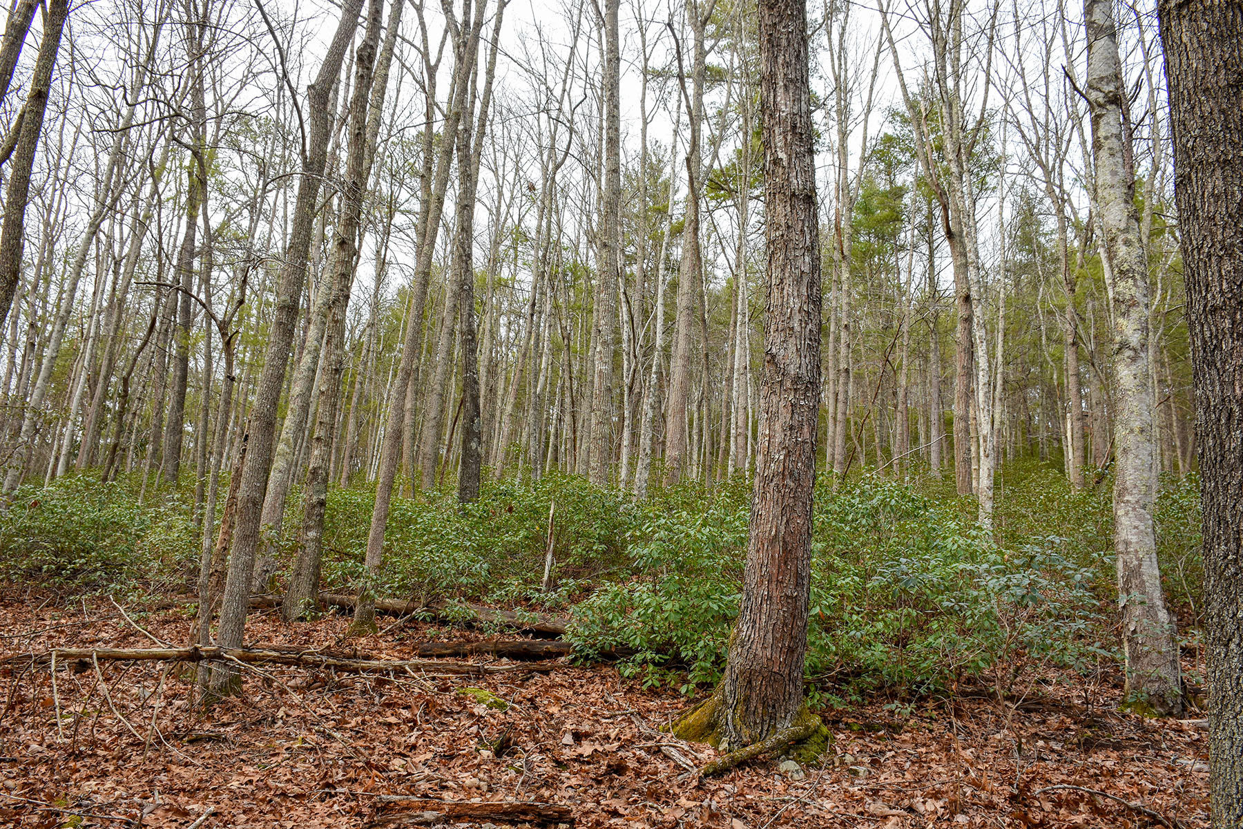 155 Dye Leaf Road Butler, TN 37640 - Photo 10 of 16 5905b