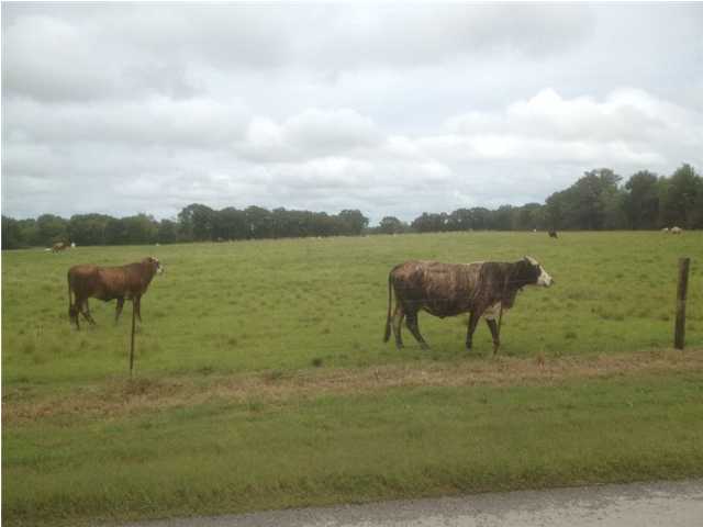 Lachaussee Road Maurice, LA 70555 - Photo 1 of 1 Gallery Image 1