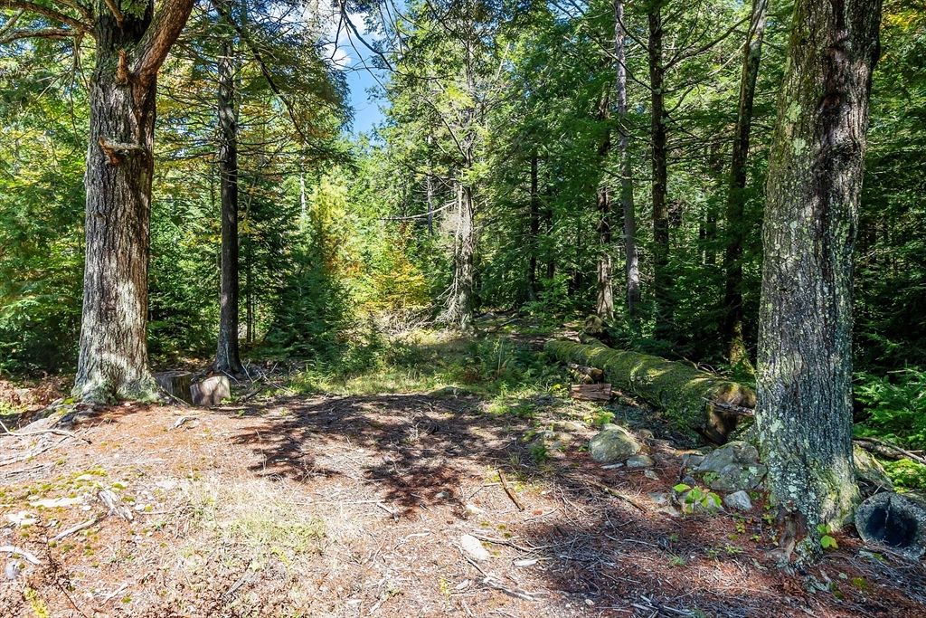 76 Ferin Road Ashburnham, MA 01430 - Photo 30 of 41 a view of a forest with trees