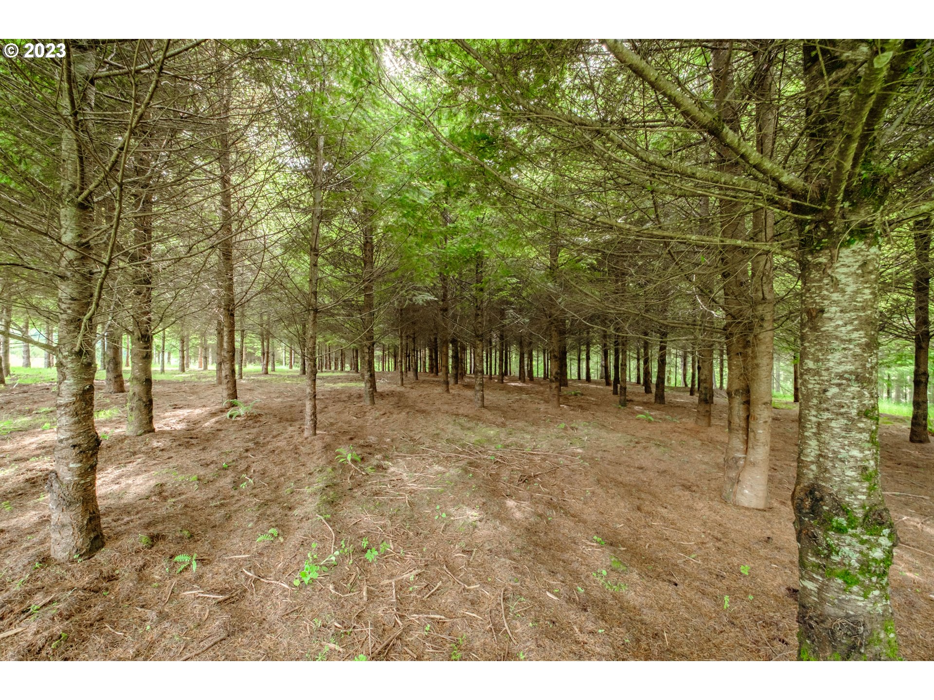 1701 Rice Road Sweet Home, OR 97386 - Photo 11 of 32 Gallery Image 11