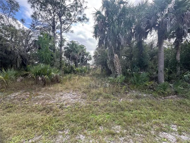 a view of a forest with trees in the background