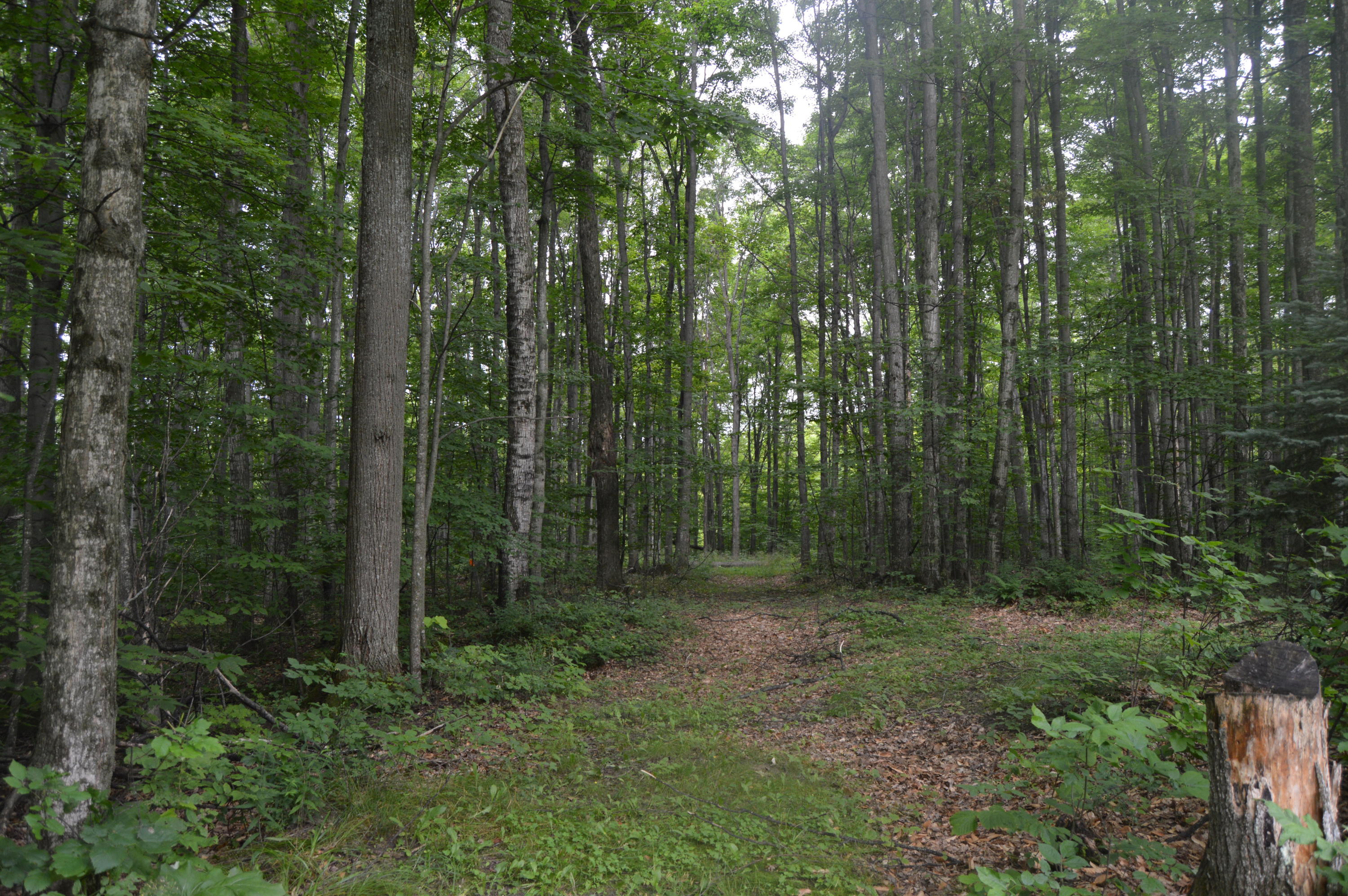 2910 Munger Road Carp Lake, MI 49718 - Photo 39 of 43 Gallery Image 39