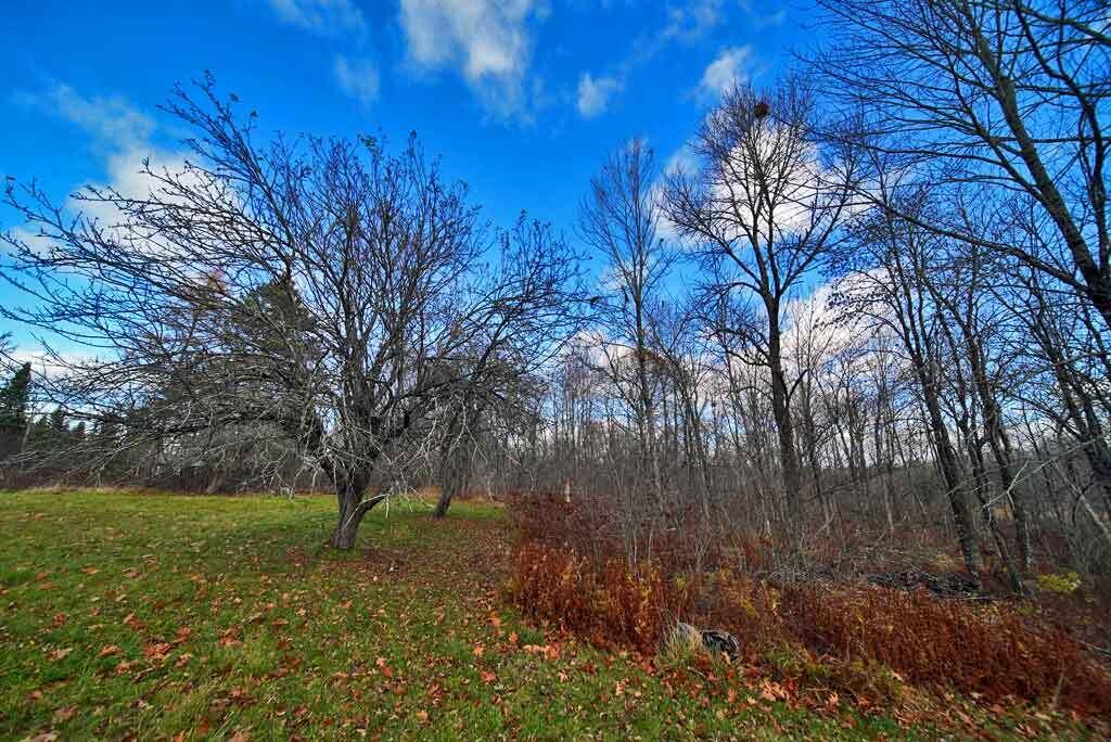 3440 Bancroft Road Wytopitlock, ME 04497 - Photo 26 of 60 apple-trees-me-land