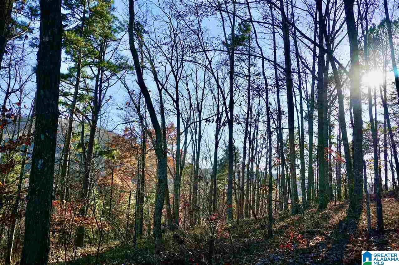 0 Whites Gap Road Jacksonville, AL 36265 - Photo 30 of 31