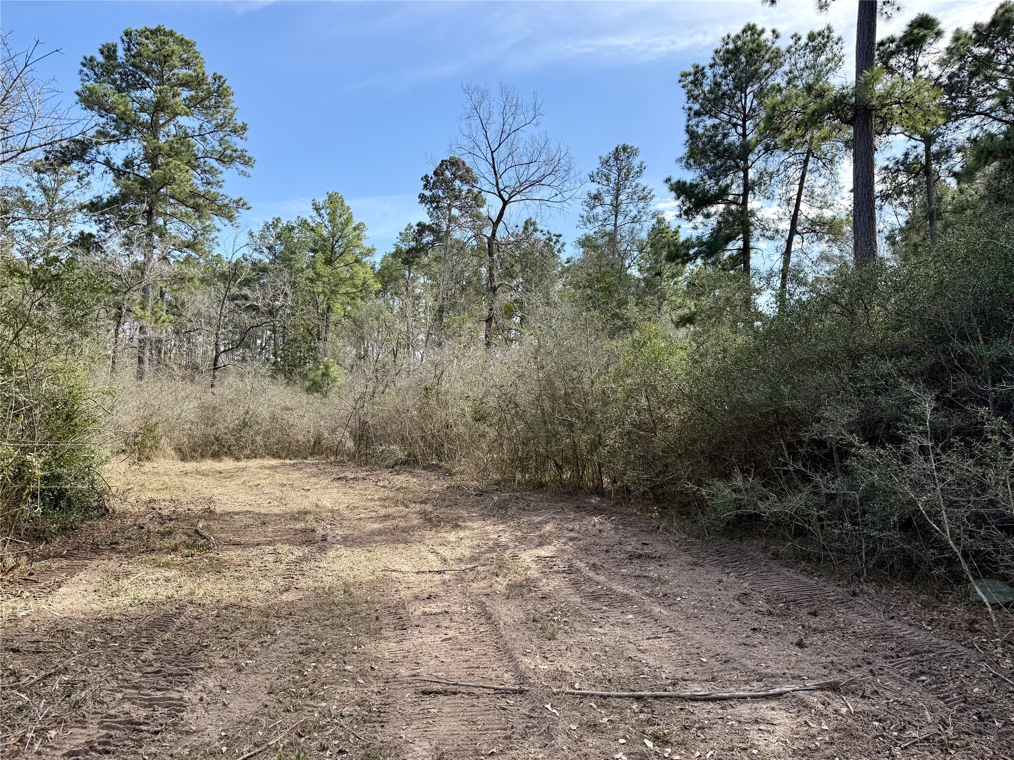 Tbd Round Prairie Road Huntsville, TX 77320 - Photo 11 of 25 a view of a dry yard with trees