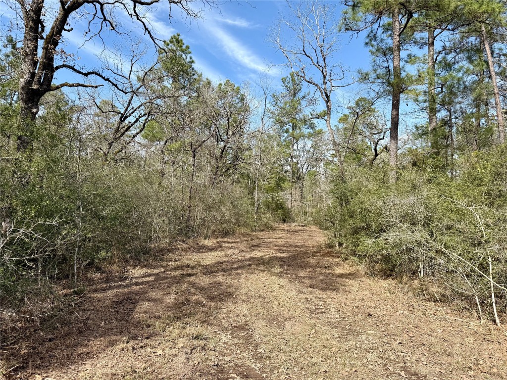 Tbd Round Prairie Road Huntsville, TX 77320 - Photo 12 of 25