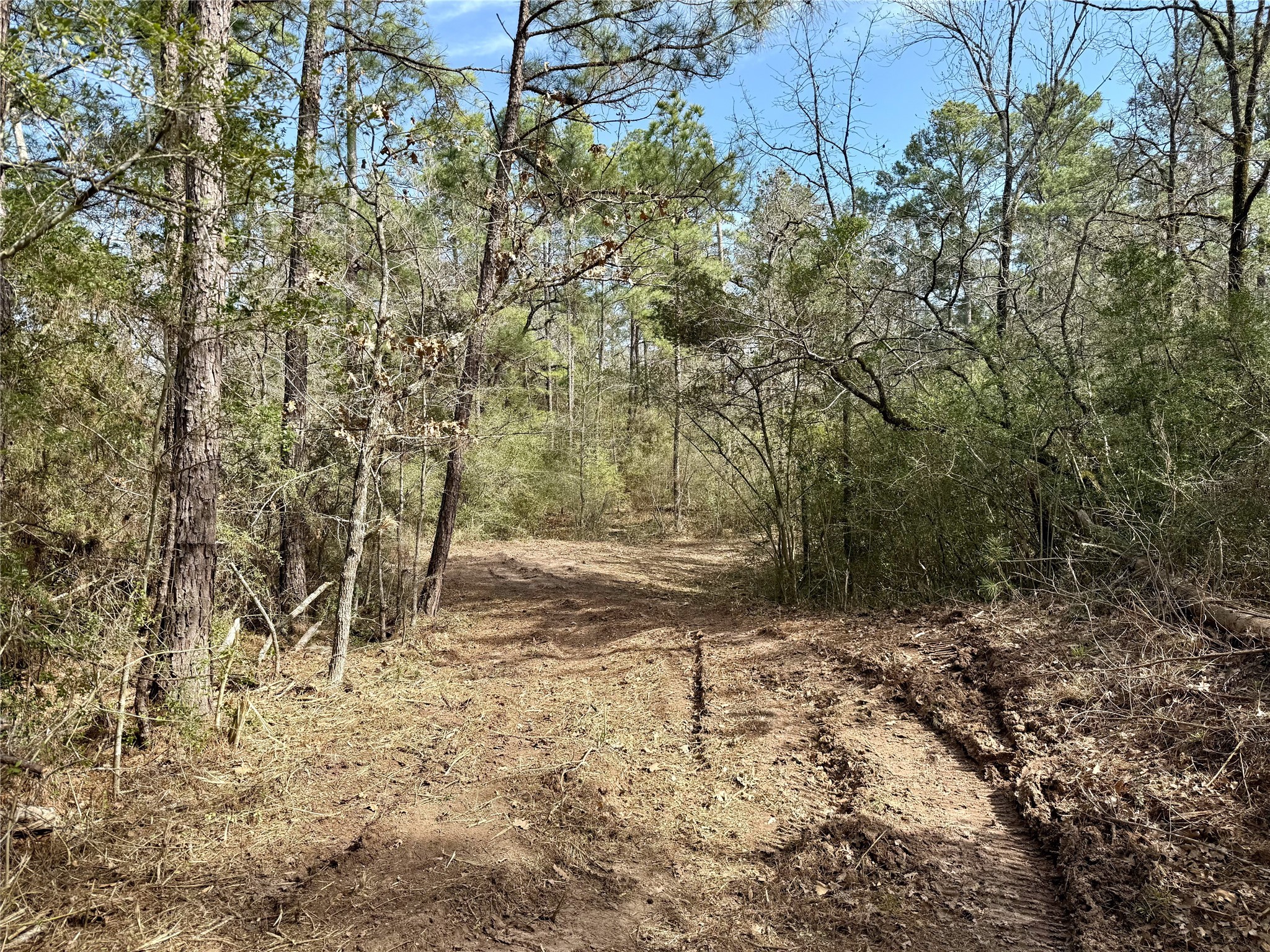 Tbd Round Prairie Road Huntsville, TX 77320 - Photo 13 of 25 a view of a yard with plants and trees