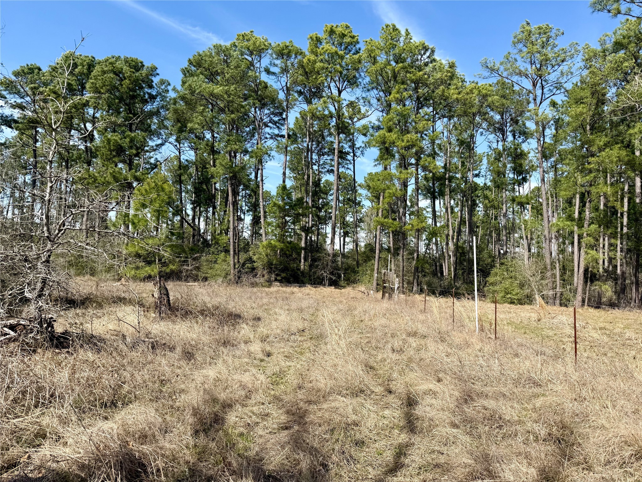 Tbd Round Prairie Road Huntsville, TX 77320 - Photo 19 of 25 a view of a yard with a tree