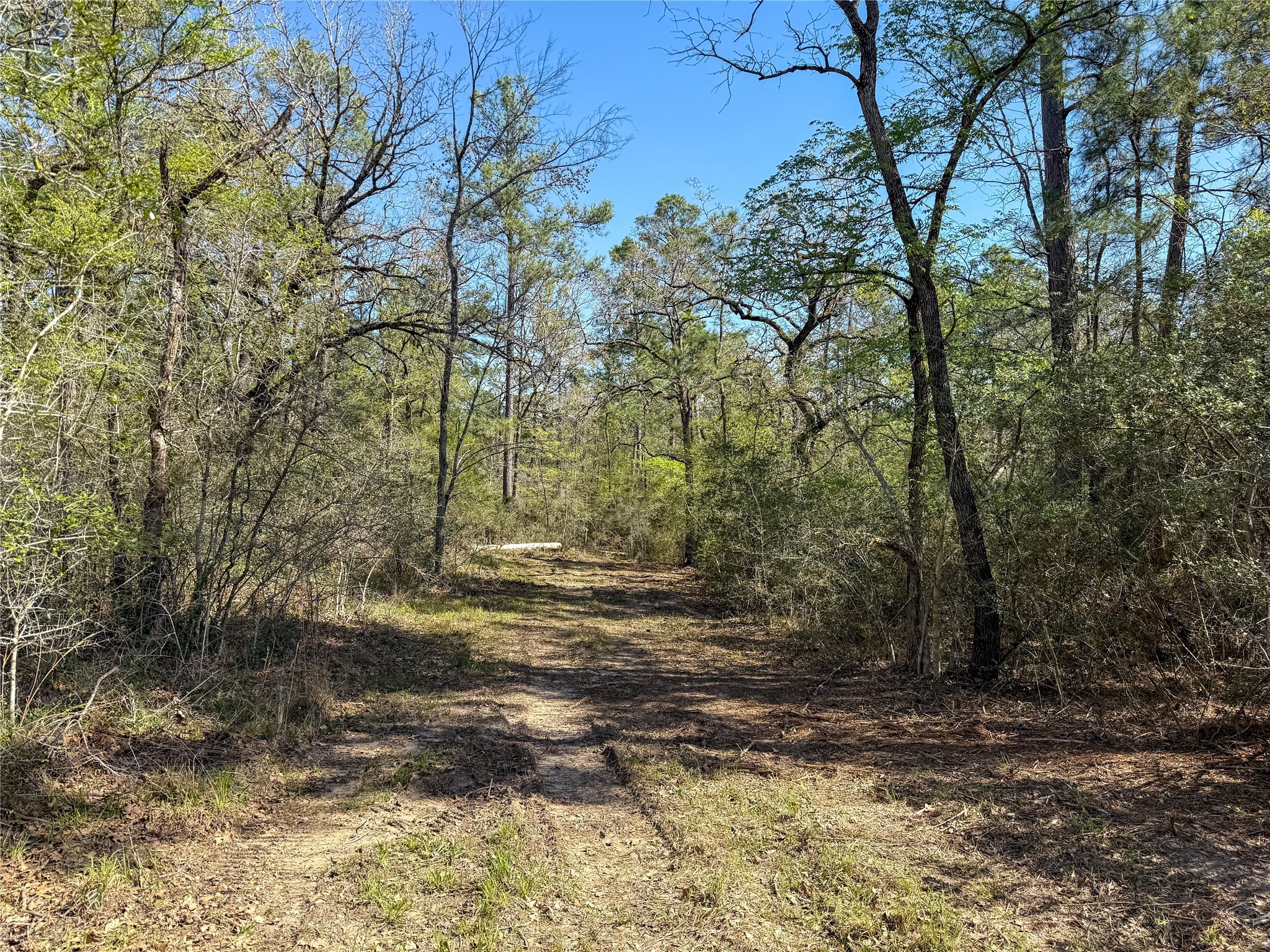 Tbd Round Prairie Road Huntsville, TX 77320 - Photo 21 of 25 a view of a yard with plants and trees