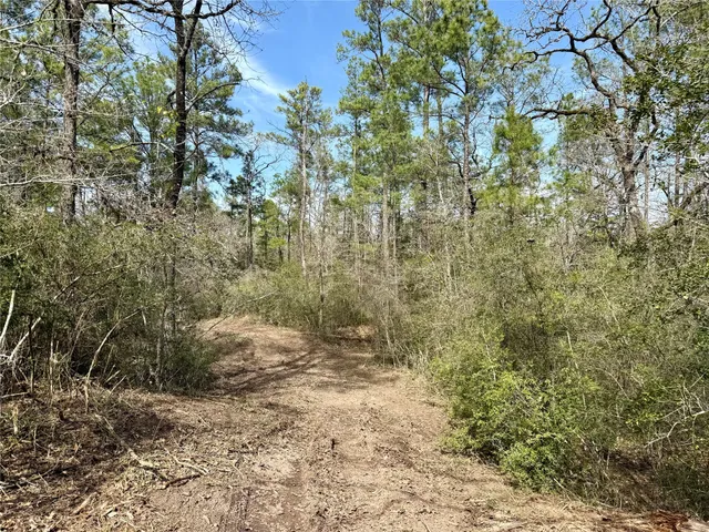 a view of a forest with trees
