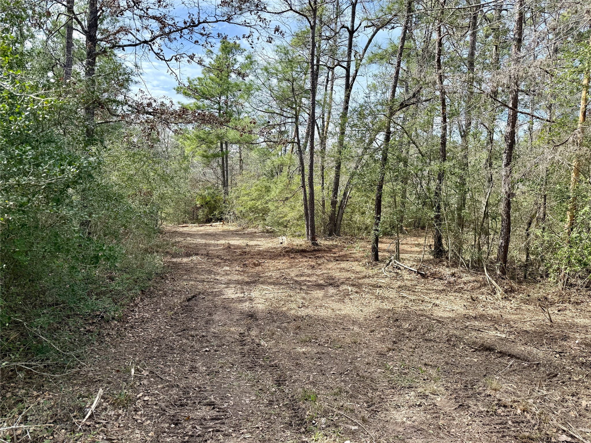 Tbd Round Prairie Road Huntsville, TX 77320 - Photo 8 of 25 a view of a forest with trees