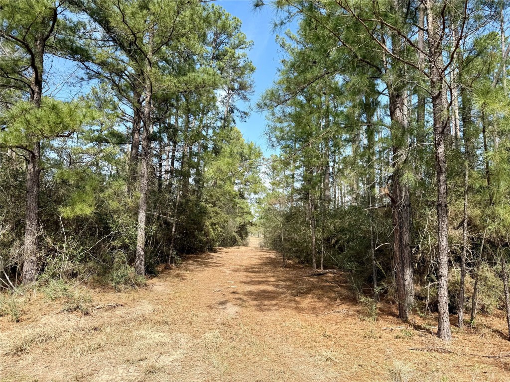 Tbd Round Prairie Road Huntsville, TX 77320 - Photo 9 of 25