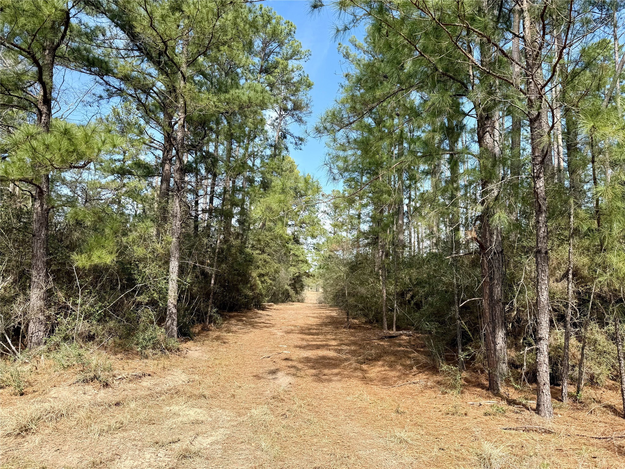Tbd Round Prairie Road Huntsville, TX 77320 - Photo 9 of 25 a view of a yard covered in snow
