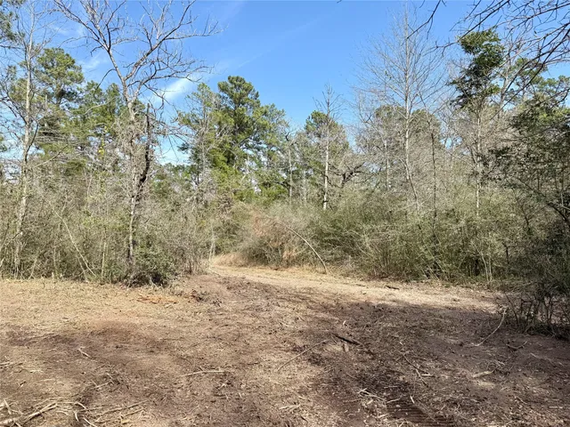 a view of a dry yard with trees