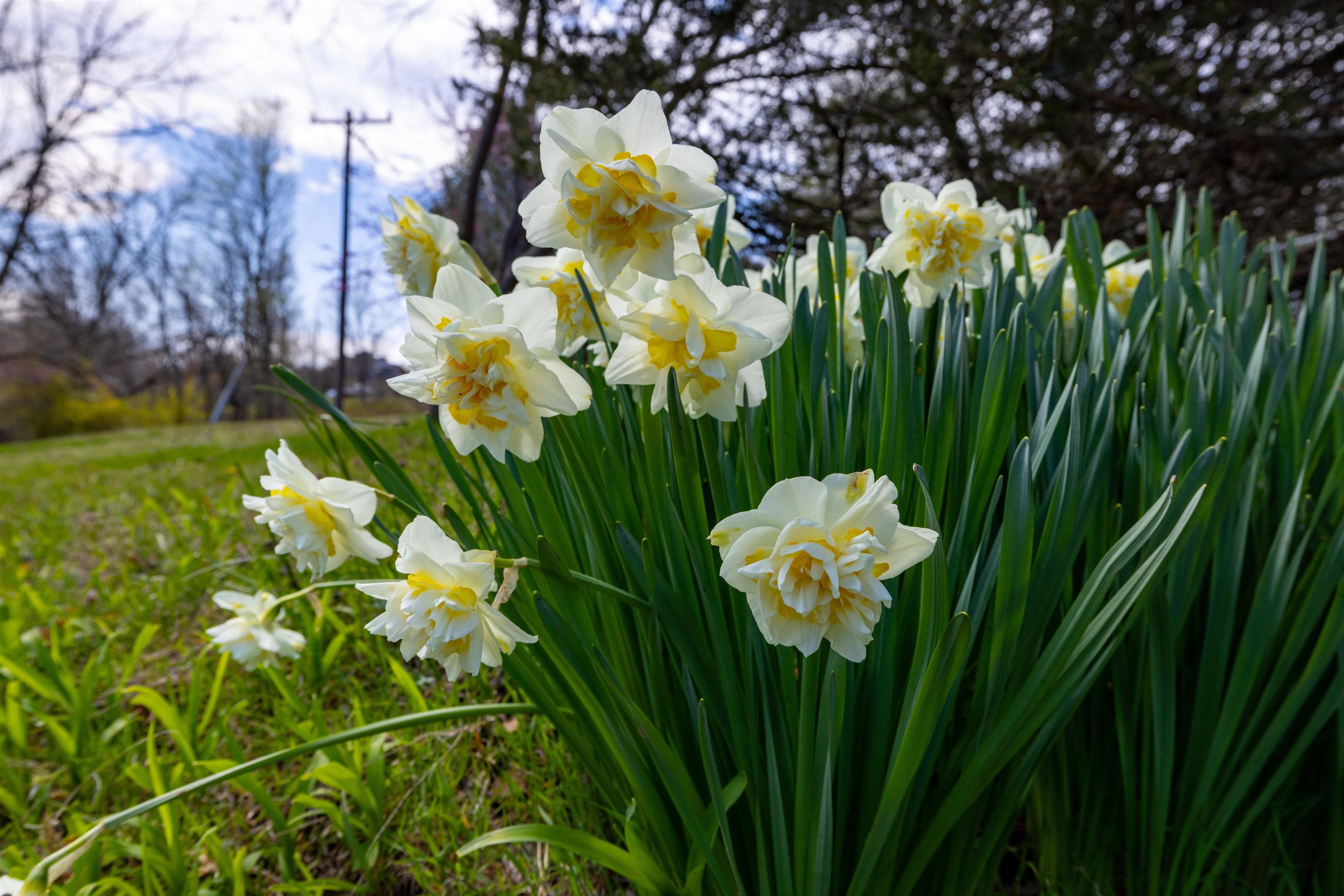 1476 Egypt Bend Road Luray, VA 22835 - Photo 49 of 74 a view of plant in a garden