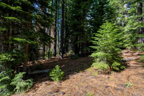 a view of a pathway of a yard
