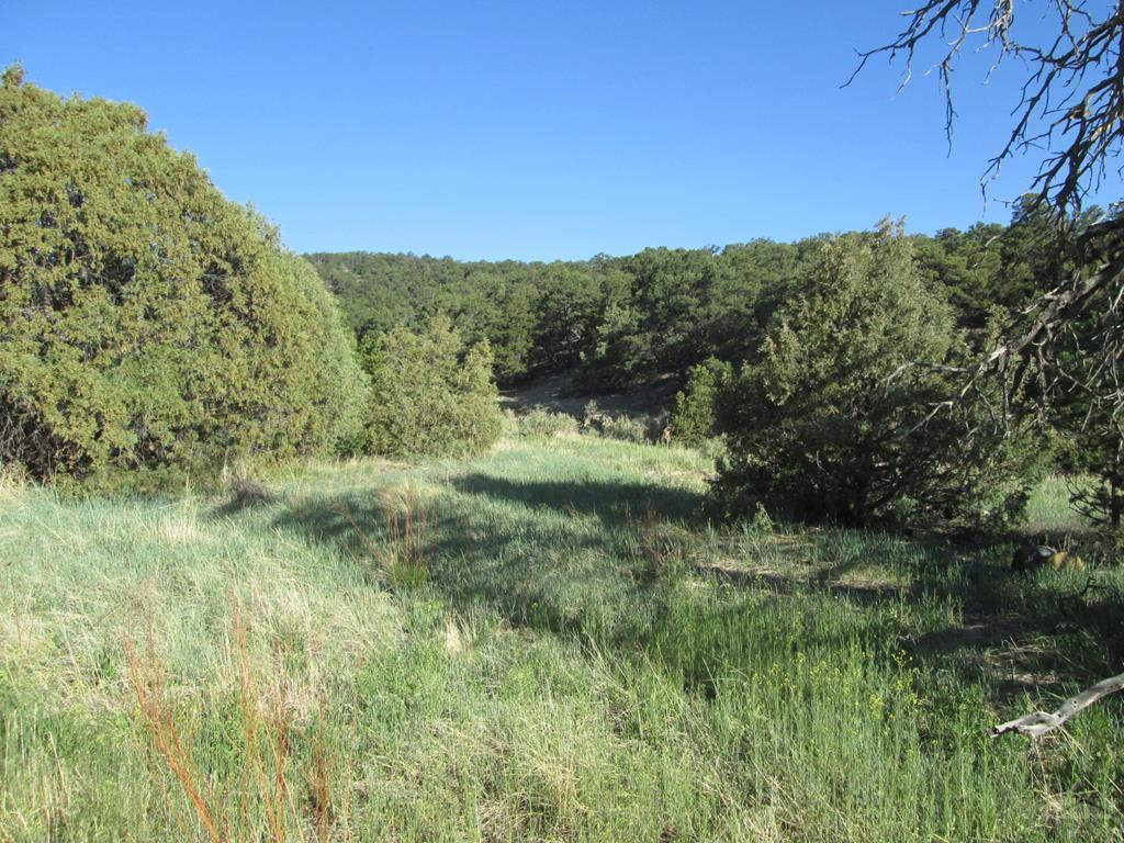 a view of a green field with lots of bushes