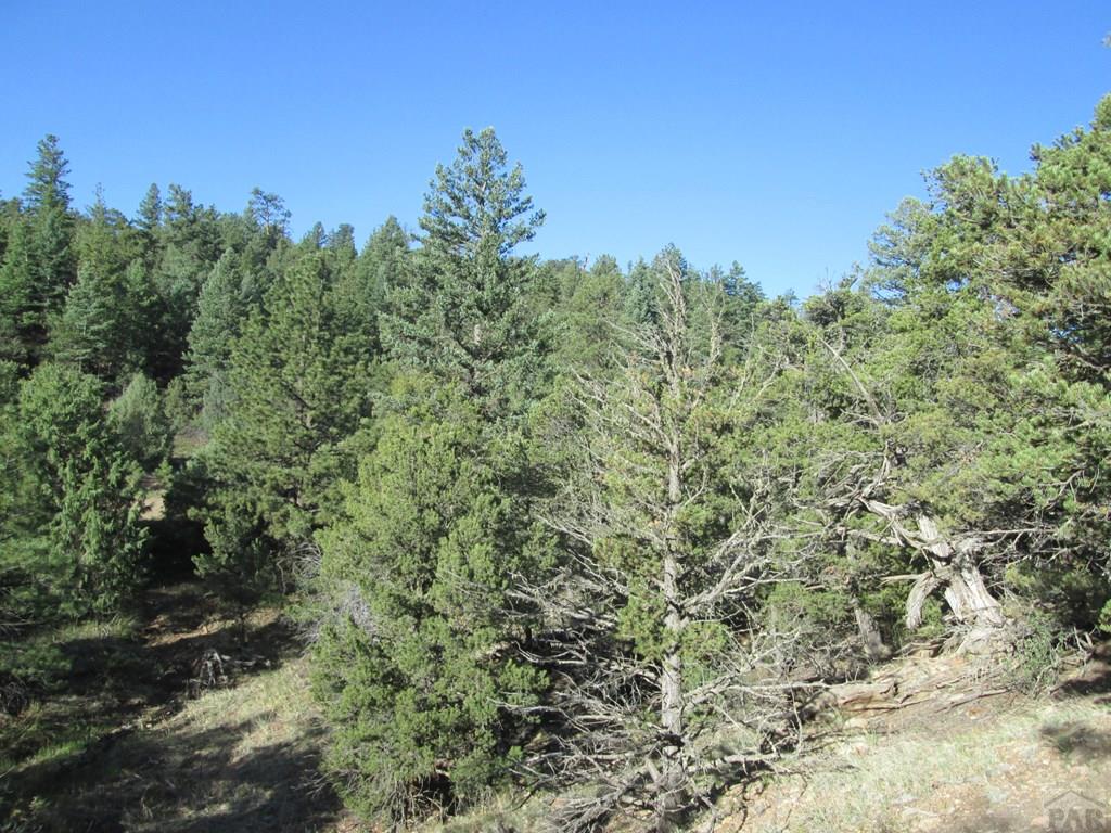 Lot #2 Milligan Ranch Gardner, CO 81040 - Photo 13 of 35 a view of a forest with a tree in the background