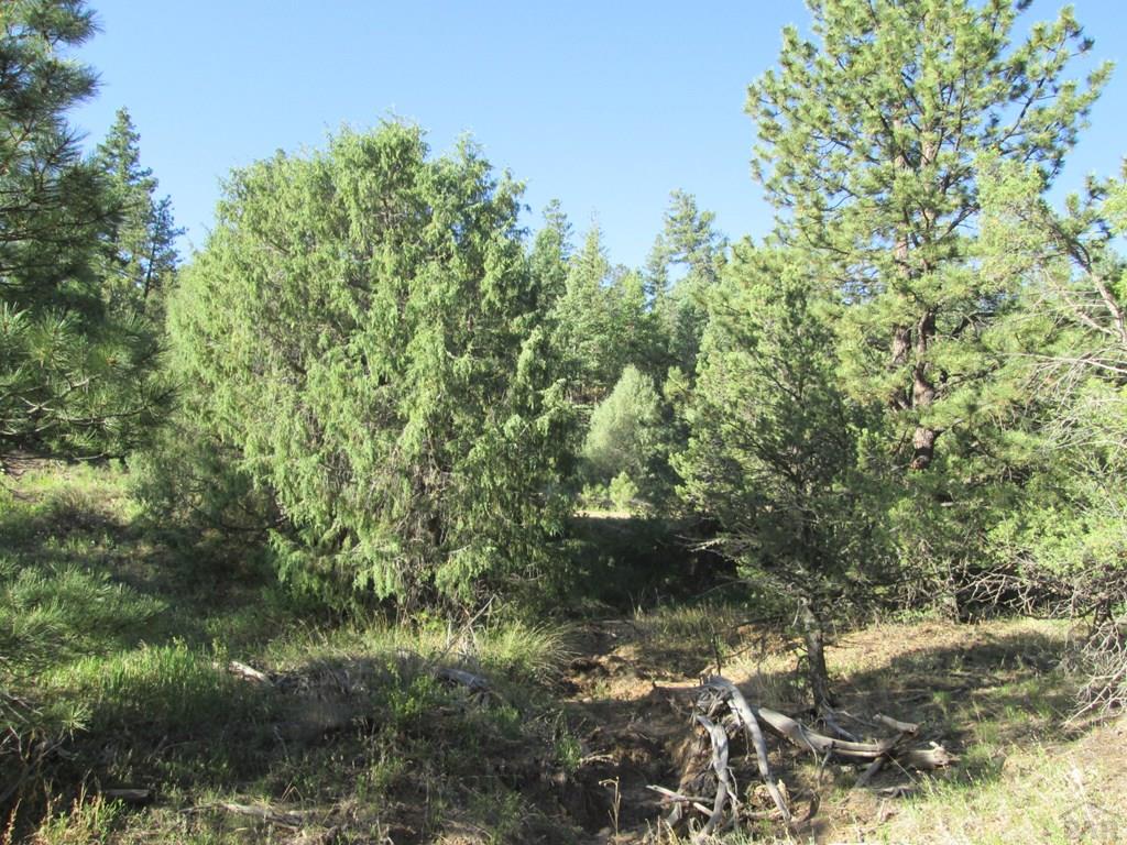 Lot #2 Milligan Ranch Gardner, CO 81040 - Photo 14 of 35 a view of a forest with a tree