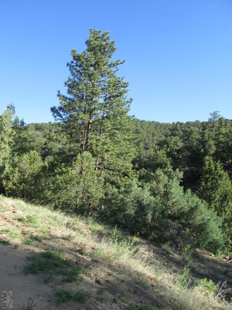 Lot #2 Milligan Ranch Gardner, CO 81040 - Photo 17 of 35 a view of a yard with a tree
