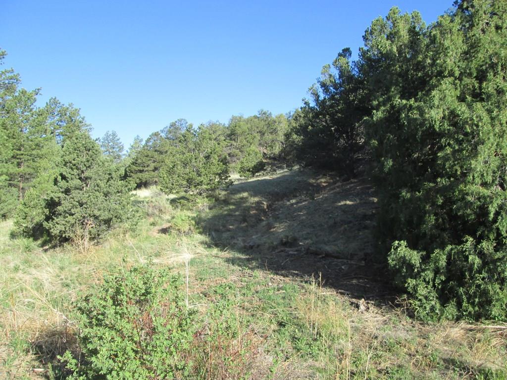 Lot #2 Milligan Ranch Gardner, CO 81040 - Photo 19 of 35 a view of a yard with plants and a tree