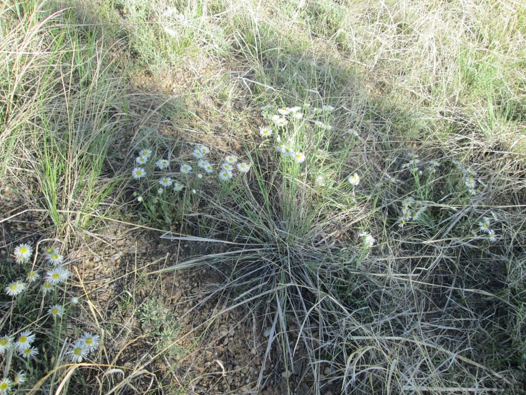 Lot #2 Milligan Ranch Gardner, CO 81040 - Photo 27 of 35 a close up of a plant in a field