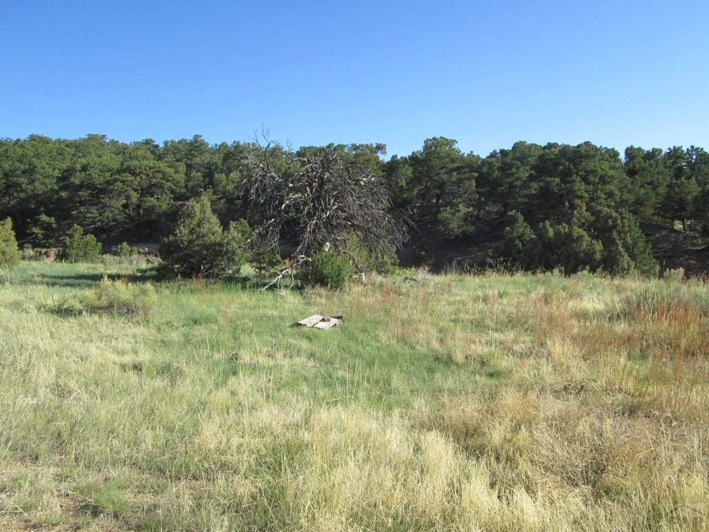 Lot #2 Milligan Ranch Gardner, CO 81040 - Photo 28 of 35 a view of a yard with a tree