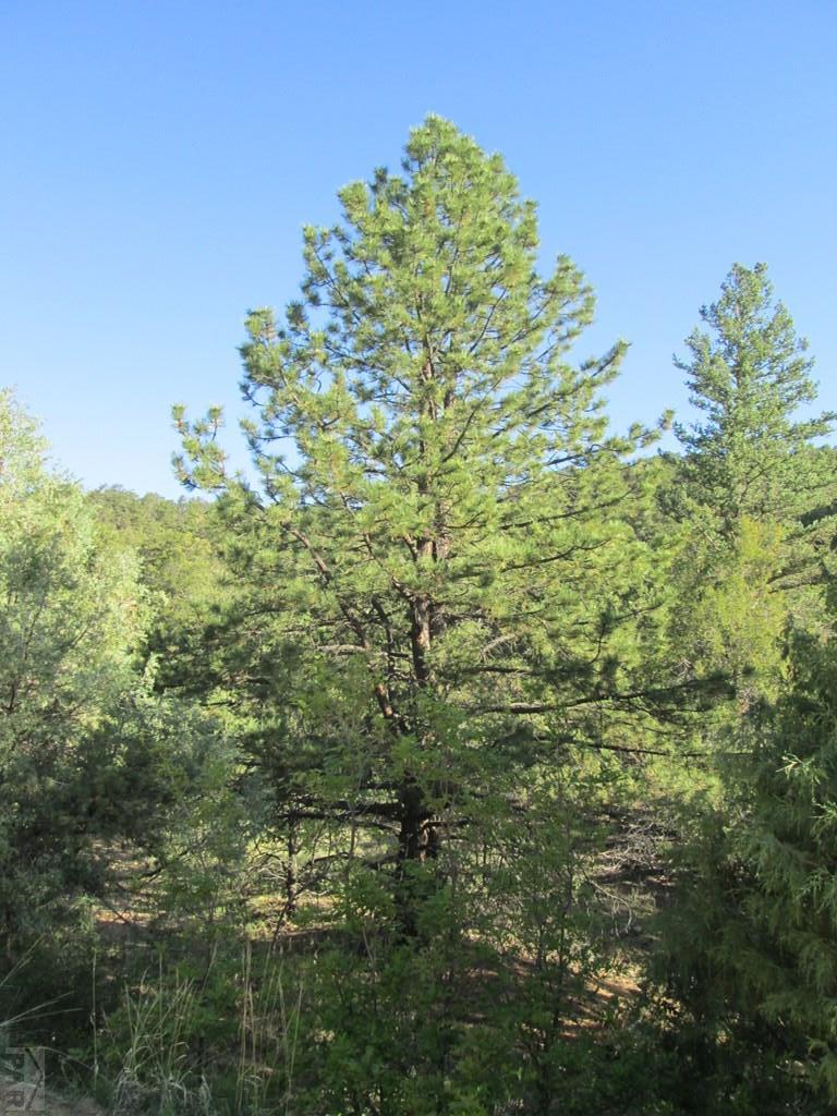 Lot #2 Milligan Ranch Gardner, CO 81040 - Photo 5 of 35 a close up of a tree