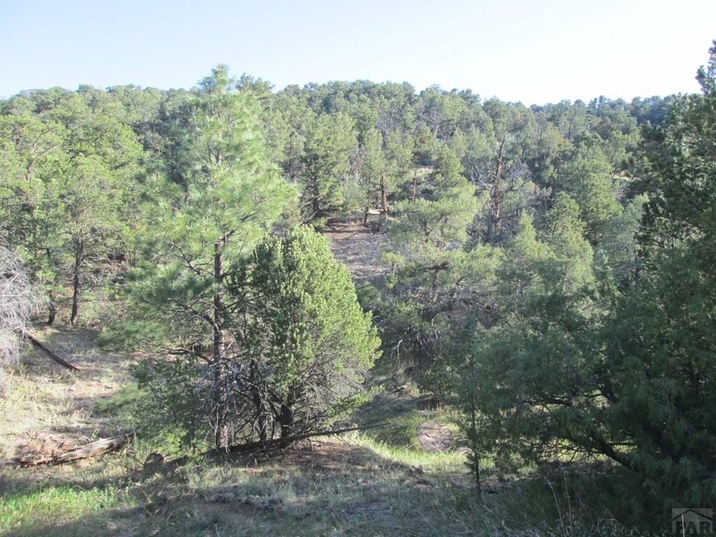 Lot #2 Milligan Ranch Gardner, CO 81040 - Photo 6 of 35 a view of a forest with trees in the background