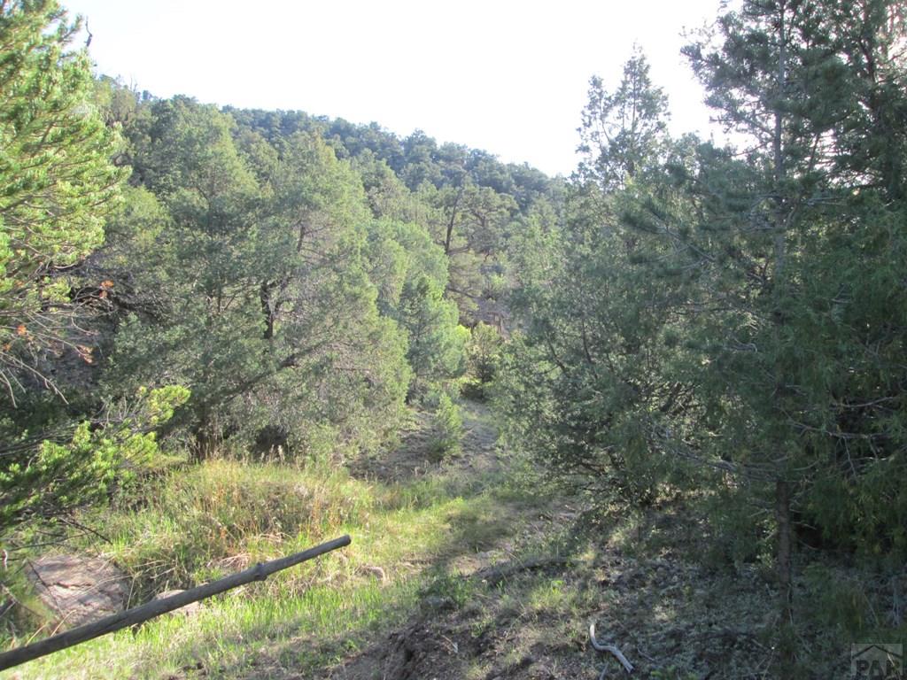 Lot #2 Milligan Ranch Gardner, CO 81040 - Photo 7 of 35 a view of a forest with a forest