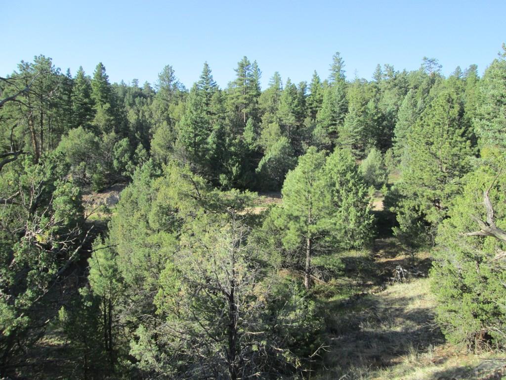 Lot #2 Milligan Ranch Gardner, CO 81040 - Photo 10 of 35 a view of a forest with a building in background