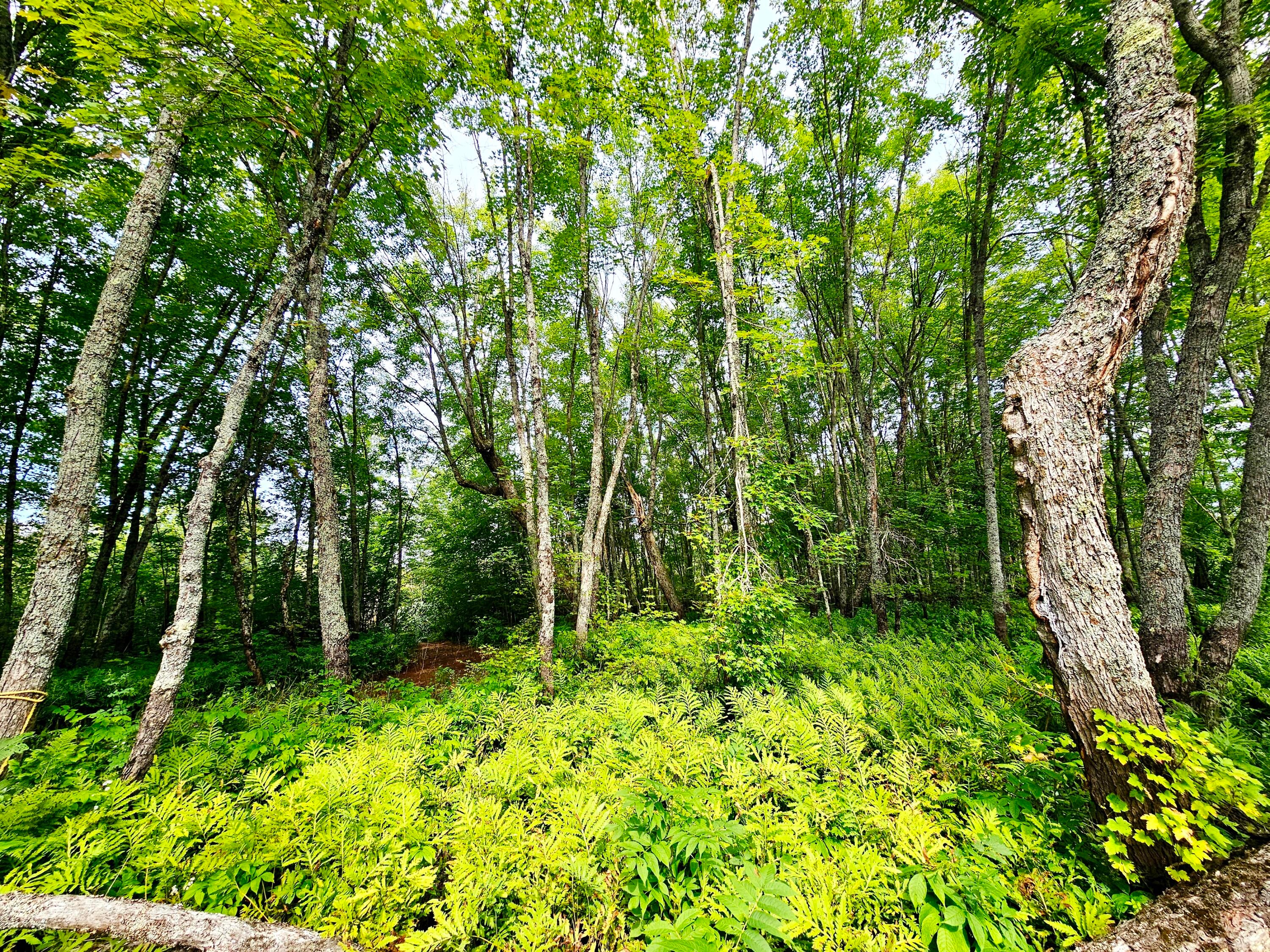 0 Smith Road Newberry, MI 49868 - Photo 7 of 31 Gallery Image 7