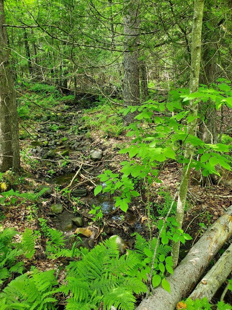 92 Huff Road Cornville, ME 04976 - Photo 118 of 121 little trickle at Dow Rd