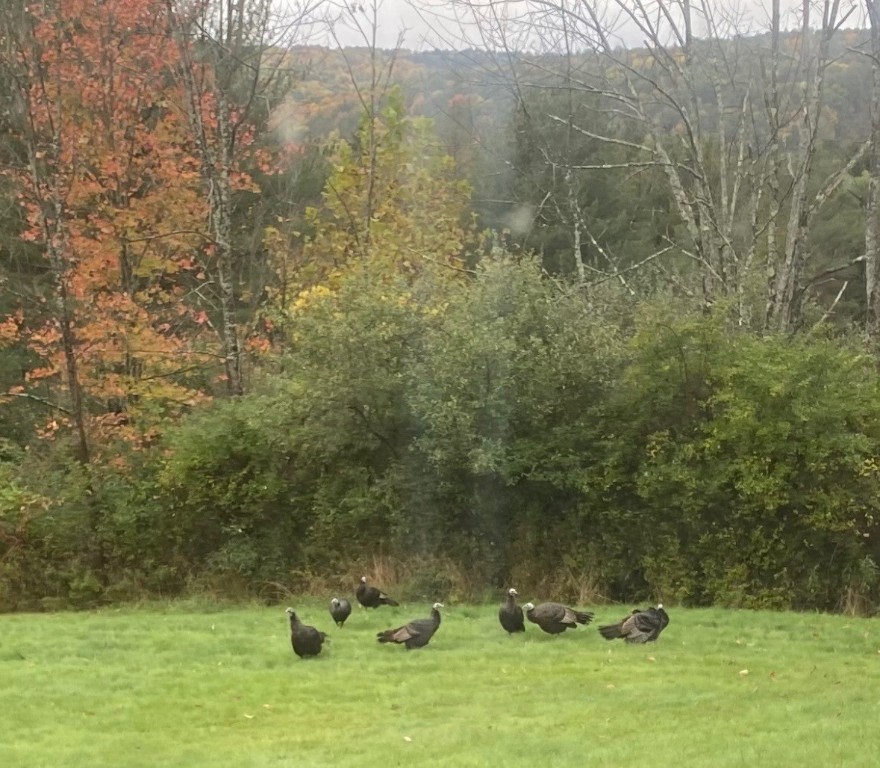 165 Meeker Road Vestal, NY 13850 - Photo 42 of 49