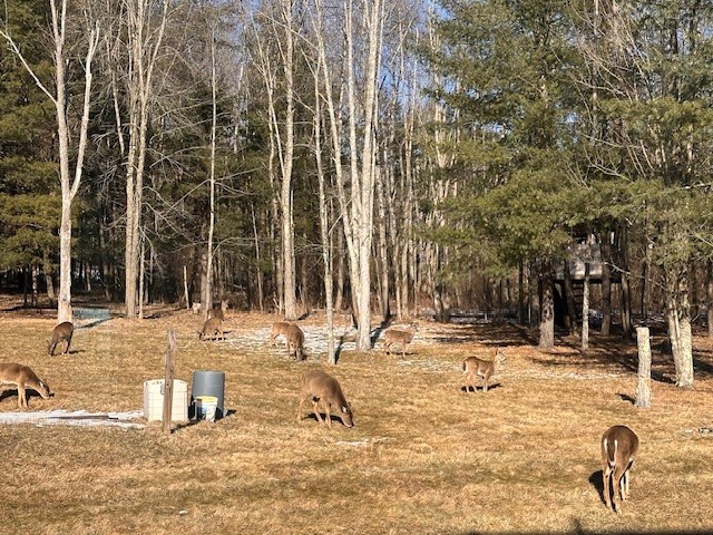 165 Meeker Road Vestal, NY 13850 - Photo 43 of 49